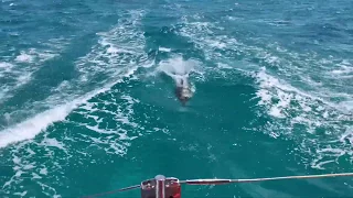 Dolphins in our way to Cayo Media Luna