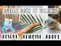 Rescue vs Rehome vs Adopt Where to find reptiles