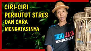 Download Ciri ciri burung perkutut STRESS \u0026 Cara Mengatasinya,.. MP3