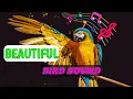 Download Lagu Most Beautiful Sounds Of Birds. #birds #sound #brainflash