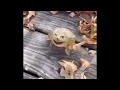 Laughing frog || MEME