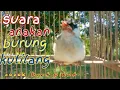 Download Lagu suara anakan burung kutilang memanggil induknya || pasti nyamber‼️