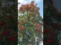 Download Lagu Ну очень много рябины на рябине