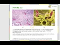 Download Lagu CH3 1 Intro to Cells