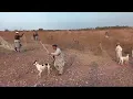 Rabbit hunting with net and dogs rabbit hunting in the fields