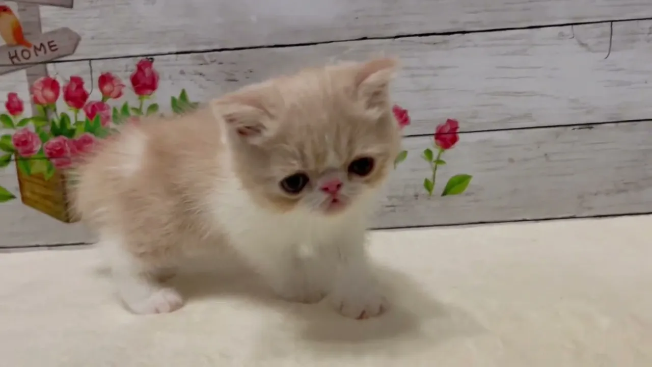 動画