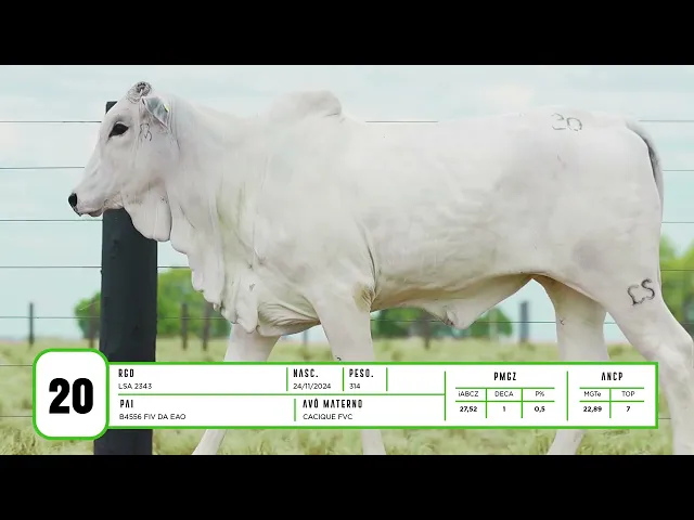 Novilha Nelore LSA - 2343