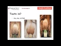 Dairy Judging 101 - udders
