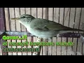 Download Lagu Suara Burung Cikrak Kutub Gacorr..