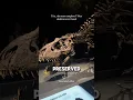 Download Lagu The Most Complete T. Rex Fossil Ever Found 😨