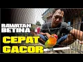 Download Lagu Rawatan betina single fighter RHN Salatiga