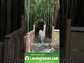 Download Lagu Llama guarding a treehouse #shorts