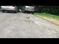 9 week old Aussie Corgi mix