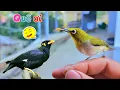 Download Lagu Chim Nhồng Đã Gọi Được Tên Và Lần Đầu Thả Thử Chim Khuyên / Quế Nghịch