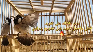 أقوى تغريد بلبل لدريب لبلابل على تغريد خرج بلابلك صح 