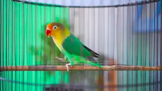 Download Pancingan Lovebird Gacor Gak Mau Diam, Suaranya Bikin Loverbird Bahan Langsung Nyaut Bunyi Seketika MP3