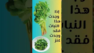 إذا رأيت هذا النبات اياك أن تضيعه بين يديك فهو كنز لا يقدر بثمن فوائد نبات الرجلة او البقلة 