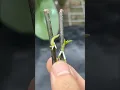 Download Lagu Phalaenopsis orchid cuttings from flower branches #plants #orchid