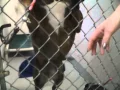 dogs for adoption Morrison County Humane society 12 9 14