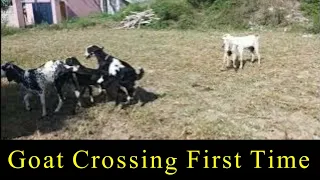 a goat was crossed with 4 goats goat crossing video first time crossing