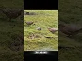 Download Lagu rabbit vs stoat #trending #animals #wildlife #rabbit #stoat #viralshort #youtubeshorts #shorts