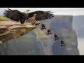 Bald Eagle 120 Days From Egg To Survivor Animal Life