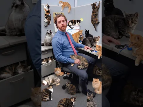 Office Cat Lady Strikes Again!