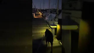 #fyp #dream #pets #doberman #vlog