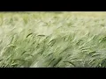 Download Lagu 1 Minute Nature Background Sound locobuzztestkeywordcheck