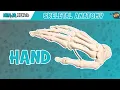 Hand Anatomy Bones of the Hand