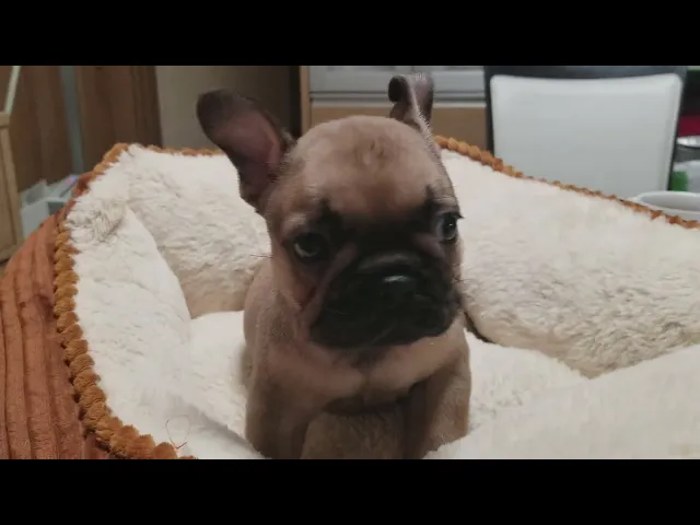 動画