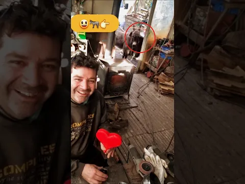 ألطف حمار في العالم.. يطلب الإذن لعناق صاحبه! 🥹🫏