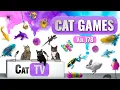 Download Lagu CAT Games | Ultieme Cat TV-compilatie Vol 178 | 8 UUR 🐝🐞🦋🦎🦜🐜🐭🧵