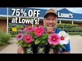 Lowes Practically Gave Me These Clearance Plants