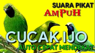 Download Ngga Kalah Ampuh Nih!!Suara Pikat Cucak Ijo Kombinasi Burcil MP3