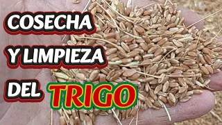 TRIGO, COSECHA Y LIMPIESZA, TODO EL PROCESO #trigo