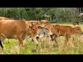 Suara sapi lembu berkeliaran di ladang memanggil kawan untuk pulang ke kandang - Bunyi sapi lucu🐄🐮