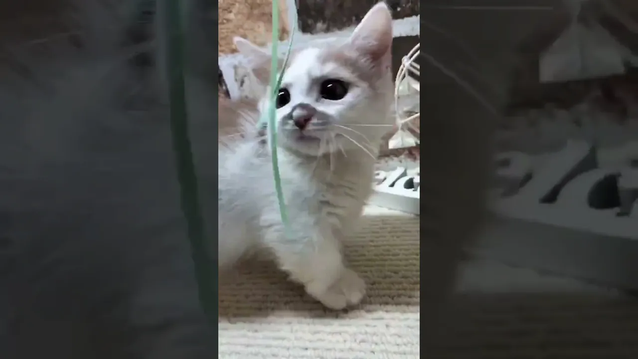 動画