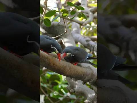 The Inca Tern's One of a Kind Call