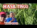 Download Lagu KADES KOPEK Memperbanyak Bunga dan Buah Kacang Hijau - Atasi Kembang Kempel - Toko Pertanian 5758