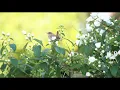 Beautiful Dawn Chorus Birdsong - Nature Sounds