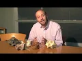 11 8 Geographic variation in the robusts