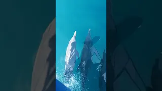 Dolphins surfing a sailboat!