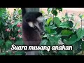 Download Lagu suara musang anakan #musang #luak