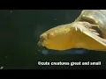 Pig nose turtle swimming