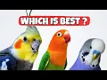 Cockatiel VS Lovebird and Budgie Which Bird Is BEST For You?