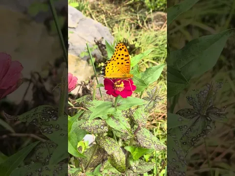 #kaligandaki #butterfly #flowers #cham