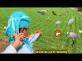 Download Lagu Ultimate birds hunting with handmade Slingshot!