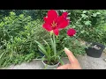 Download Lagu 朱顶红开花了 - 再说说零维护 amaryllis