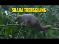 Download Lagu SUARA TRENGGILING